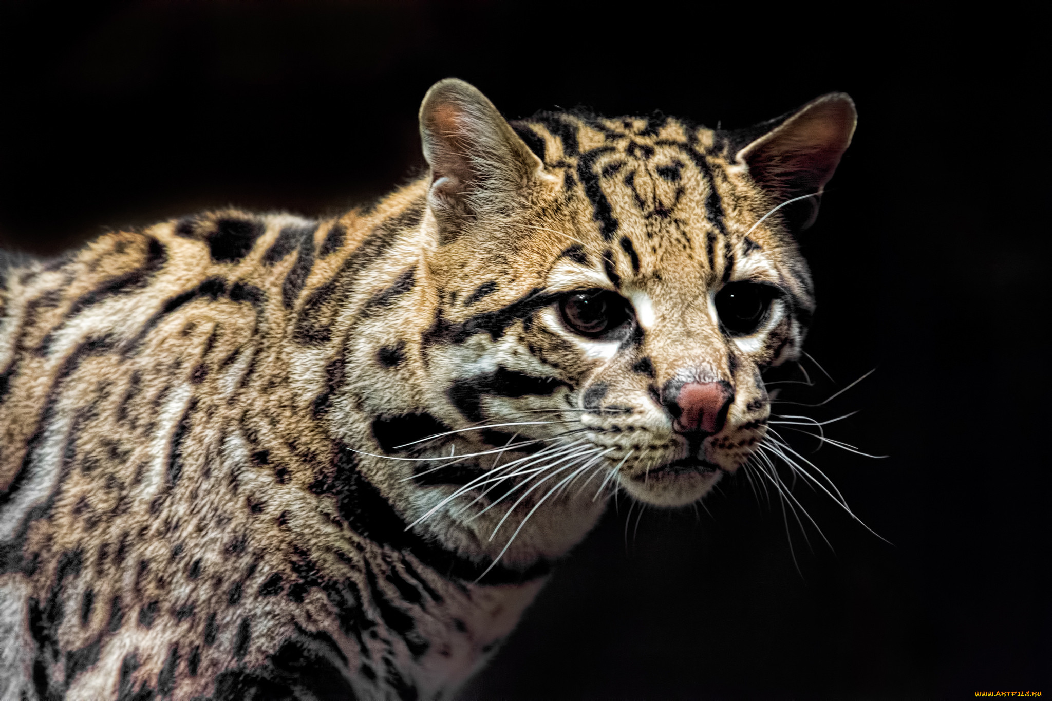 ocelot, , , 